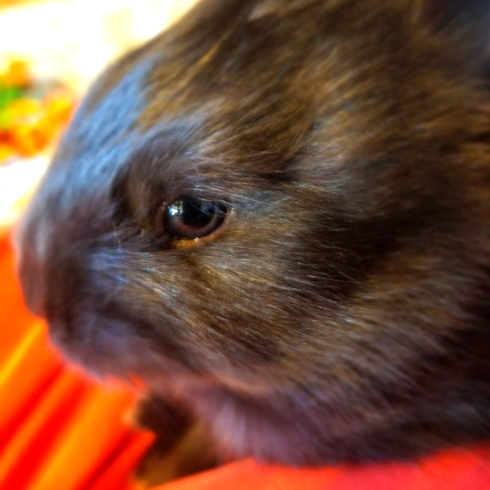Meet your Posher, Shake